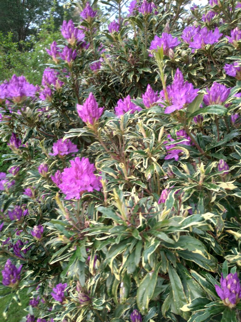 Spring at home in Olinda